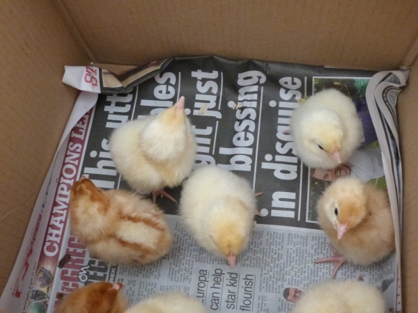 New Struan School Chicks