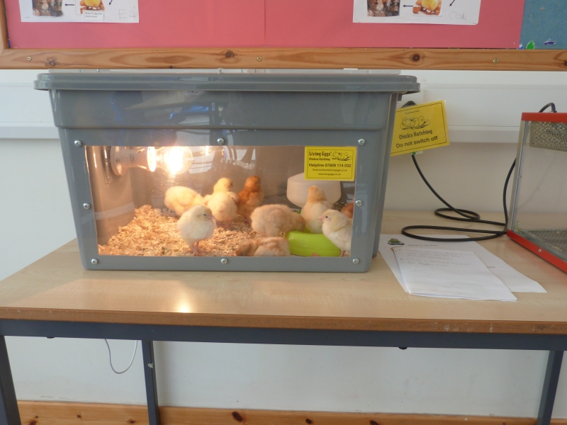 New Struan School Chicks