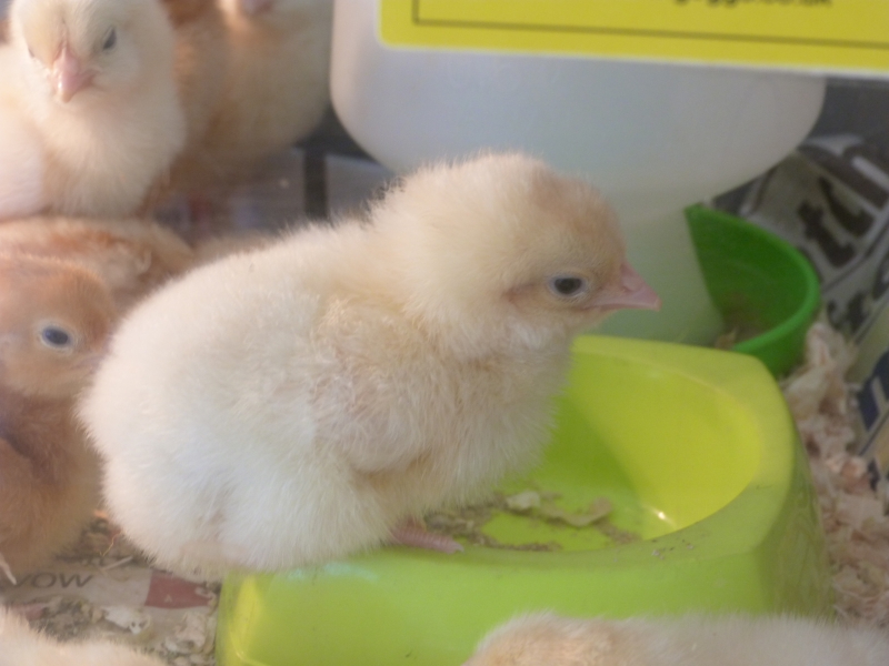New Struan School Chicks