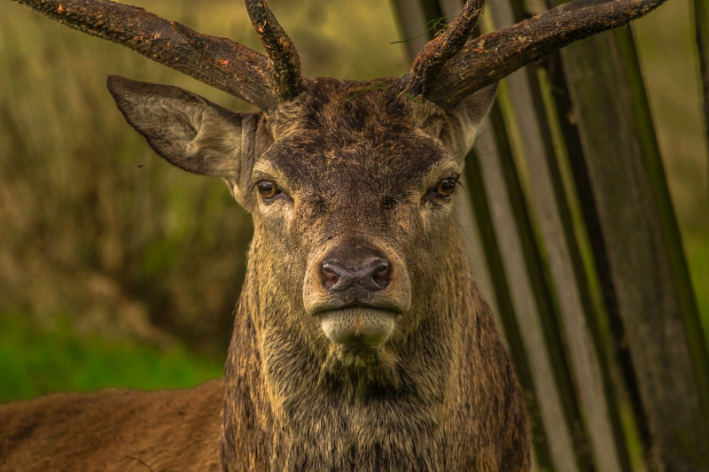 A close up of a stag deer looking straight into the camera