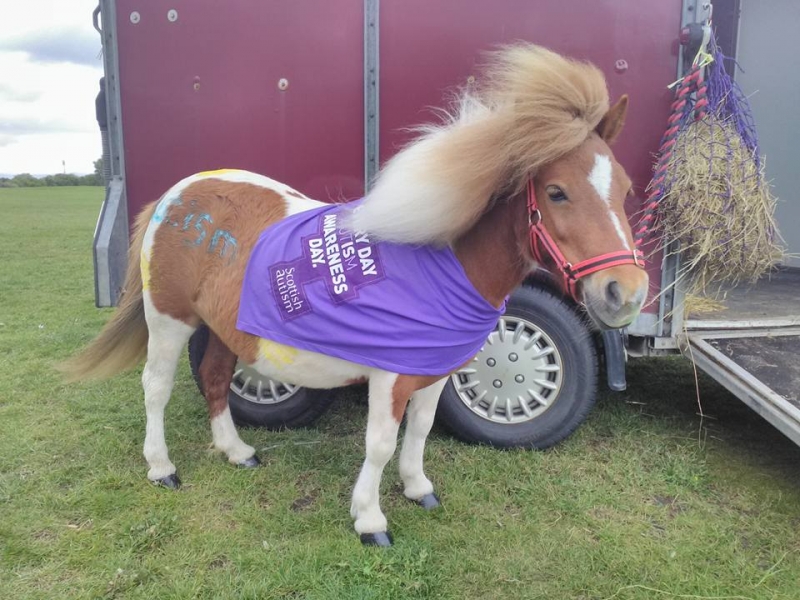 Therapy Horse with Scottish Autism Bandana