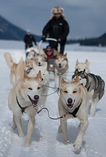 Husky Sledding Adventure